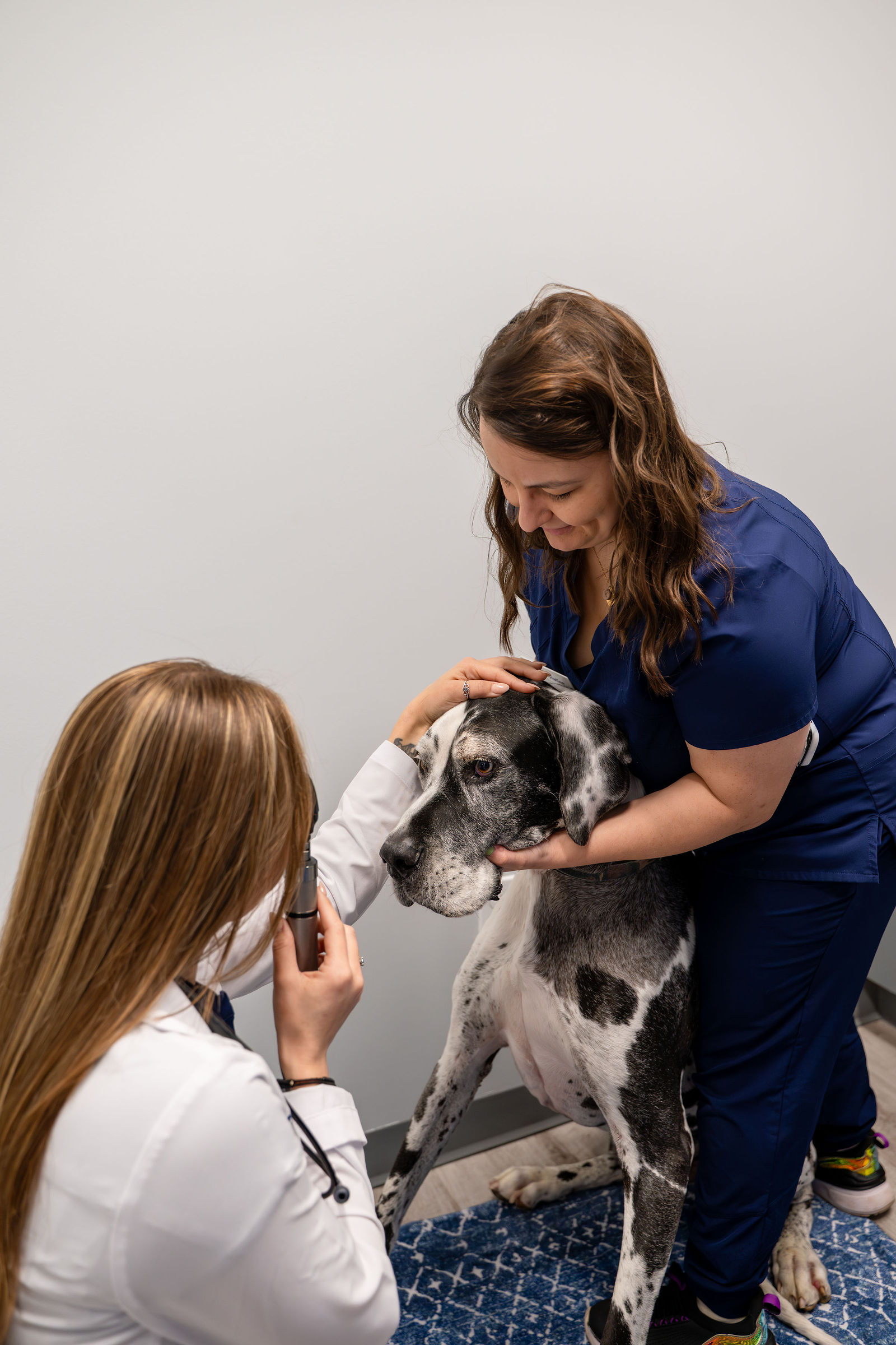 Charlotte Companion Animal Hospital 85
