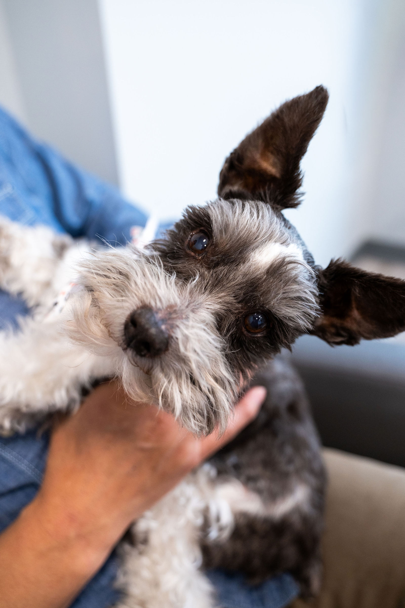 Charlotte Companion Animal Hospital 22
