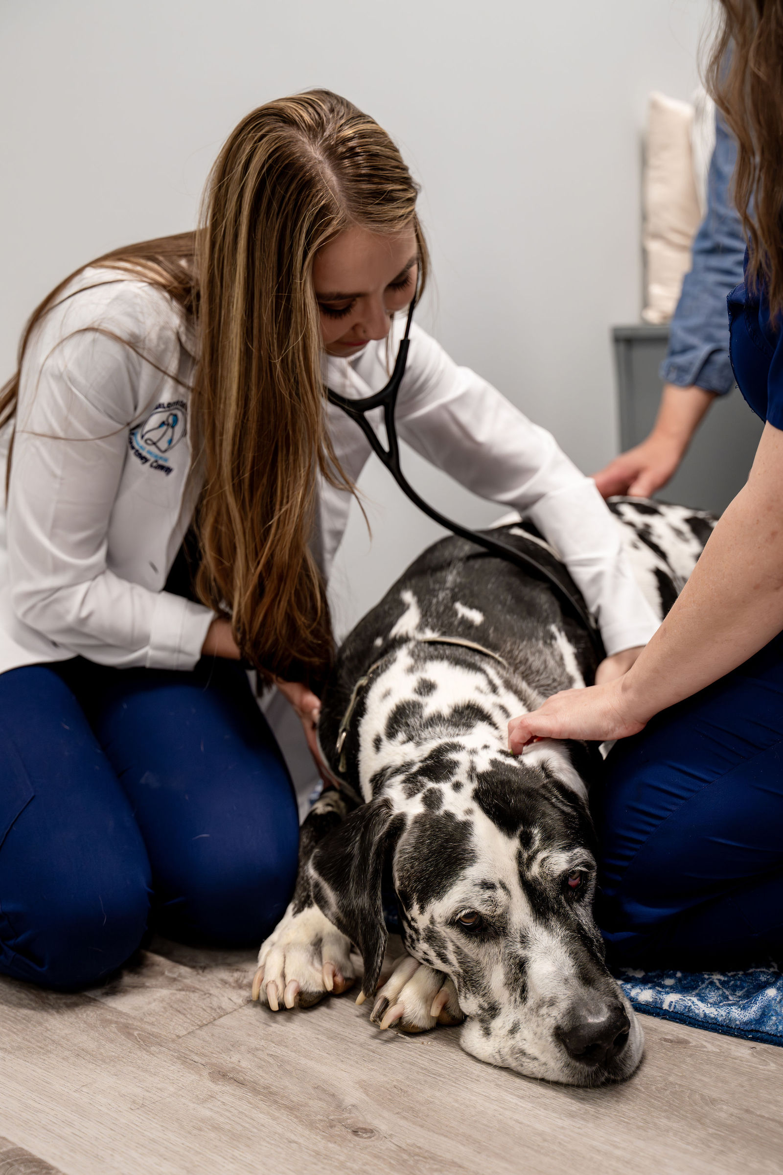 Charlotte Companion Animal Hospital 89
