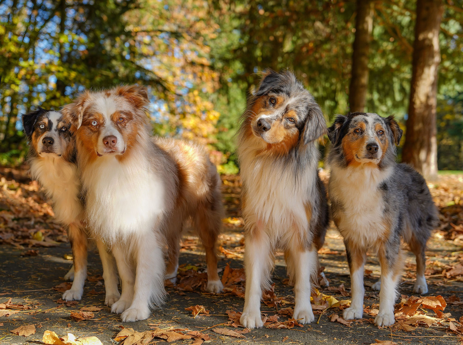 Aussie Total Miracle Hair Care Bundle