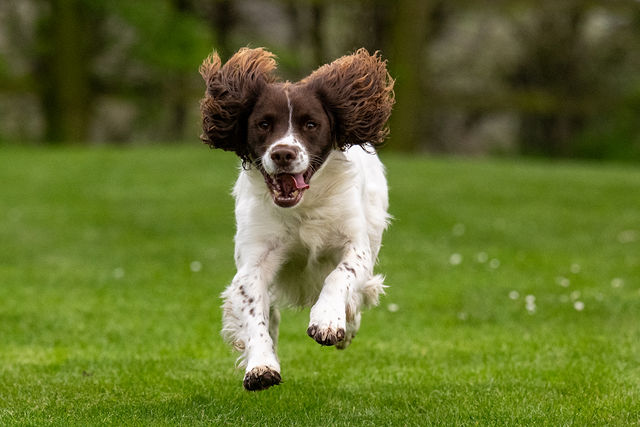 Buddy — gallery by Jon Wagstaff