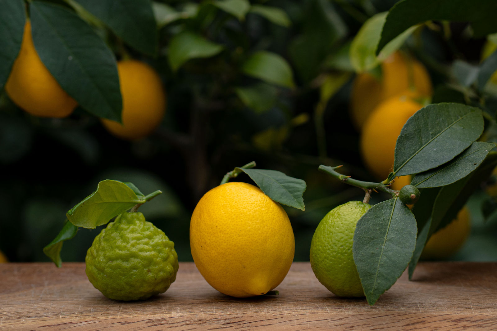 Cornish Citrus | UK's First Commercial Citrus Farm