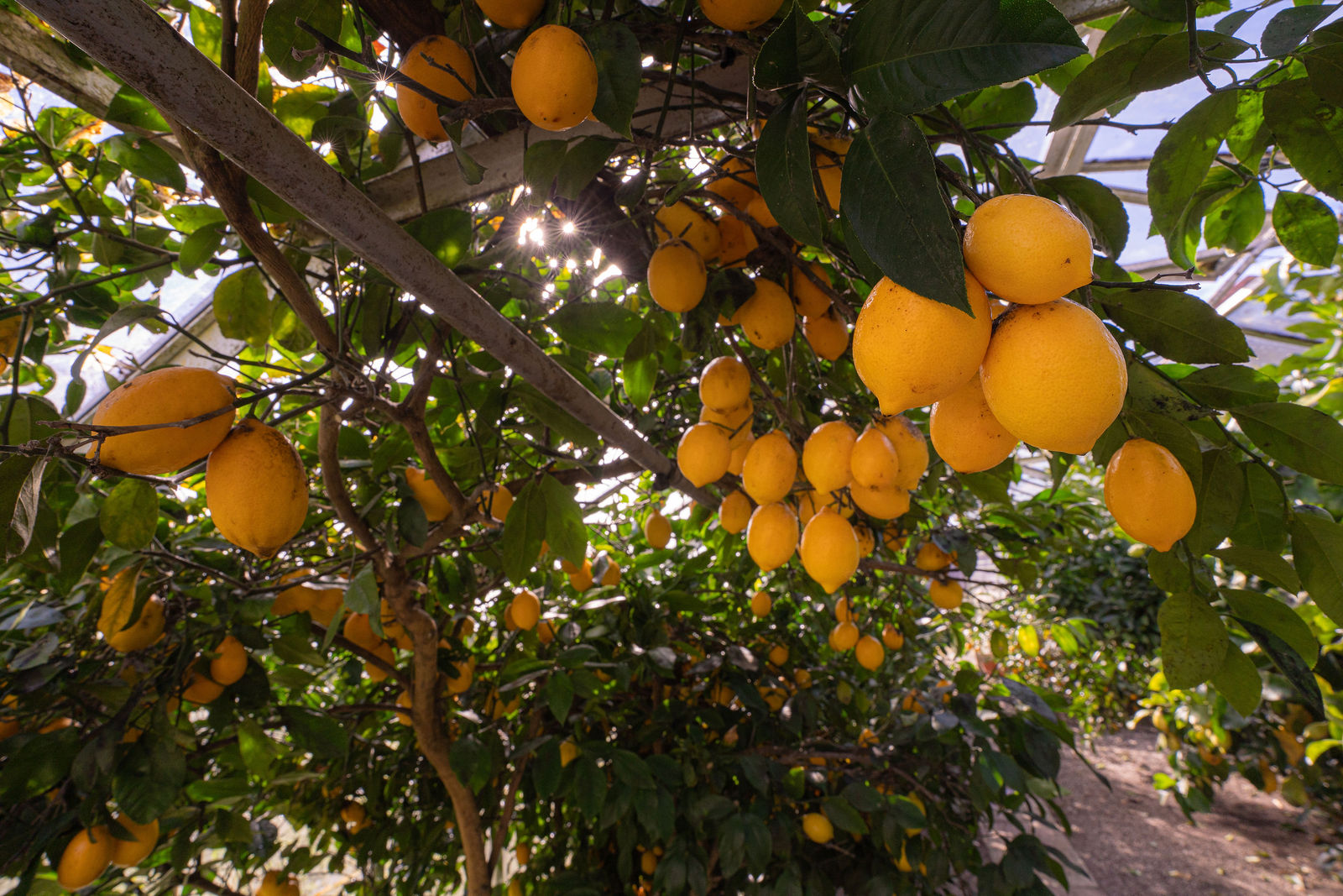 Cornish Citrus | UK's First Commercial Citrus Farm