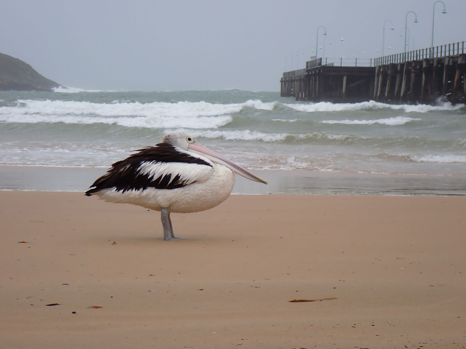 PelicanJettyBeachCoffsHarbourNSW2024.JPG