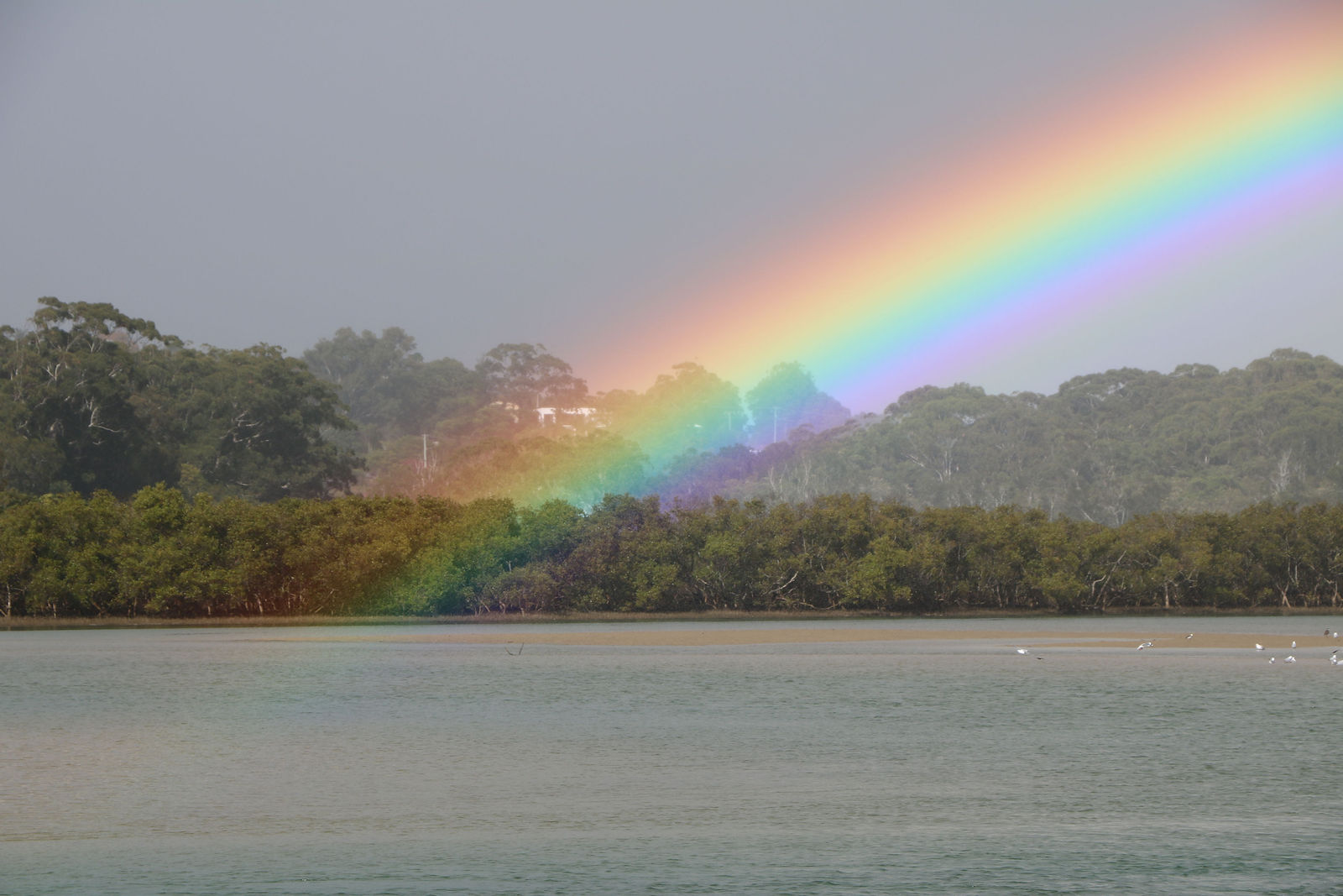Rainbow2CoffsHarbourNSW2018.JPG
