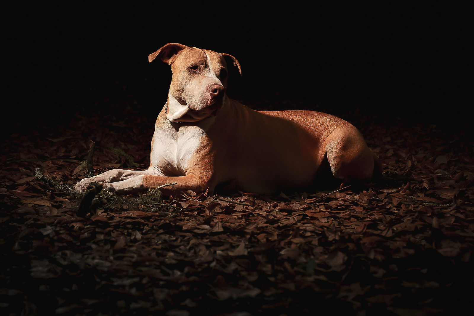 Pets and Portraits gallery
