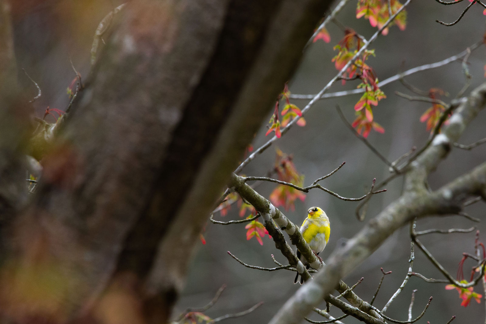 MoltingGoldfinch.jpg