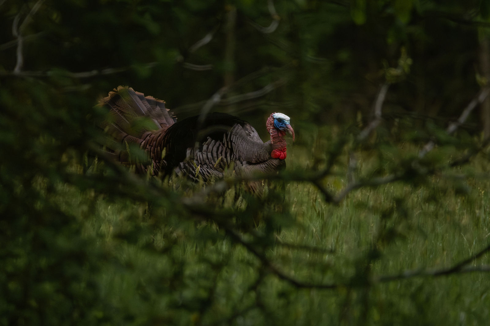 StruttingTurkeyinthewoods.jpg