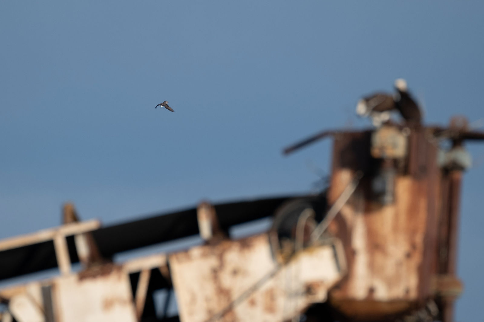 DSCF6066-1.jpg