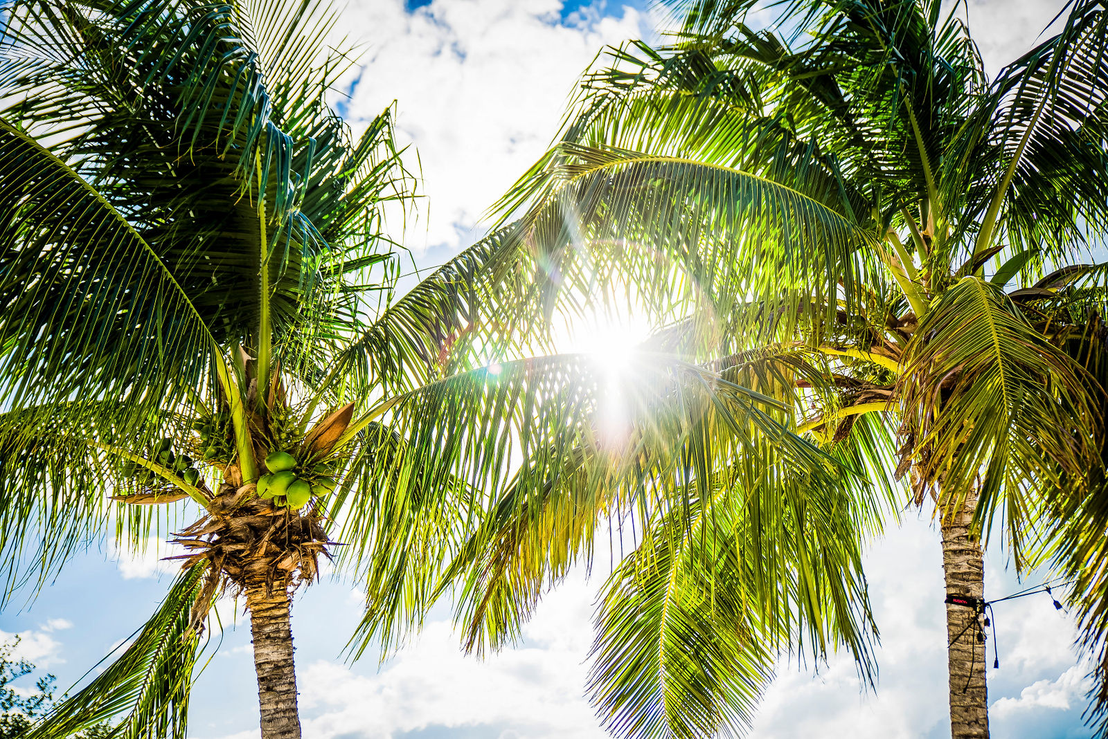 Palm trees in the Caribbean photographed by Two One Photography
