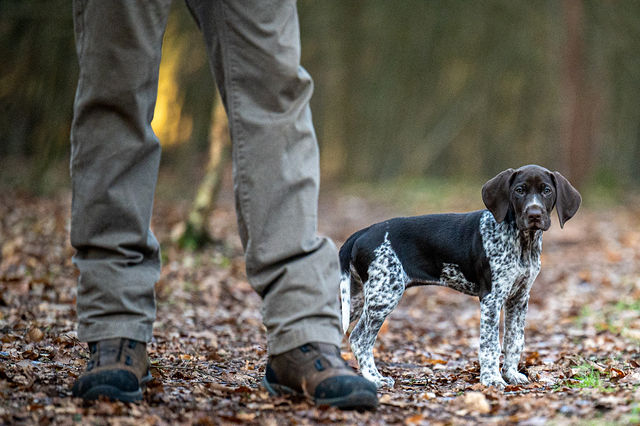 Tilly: German Short-Hair Pointer — gallery by Jon Wagstaff