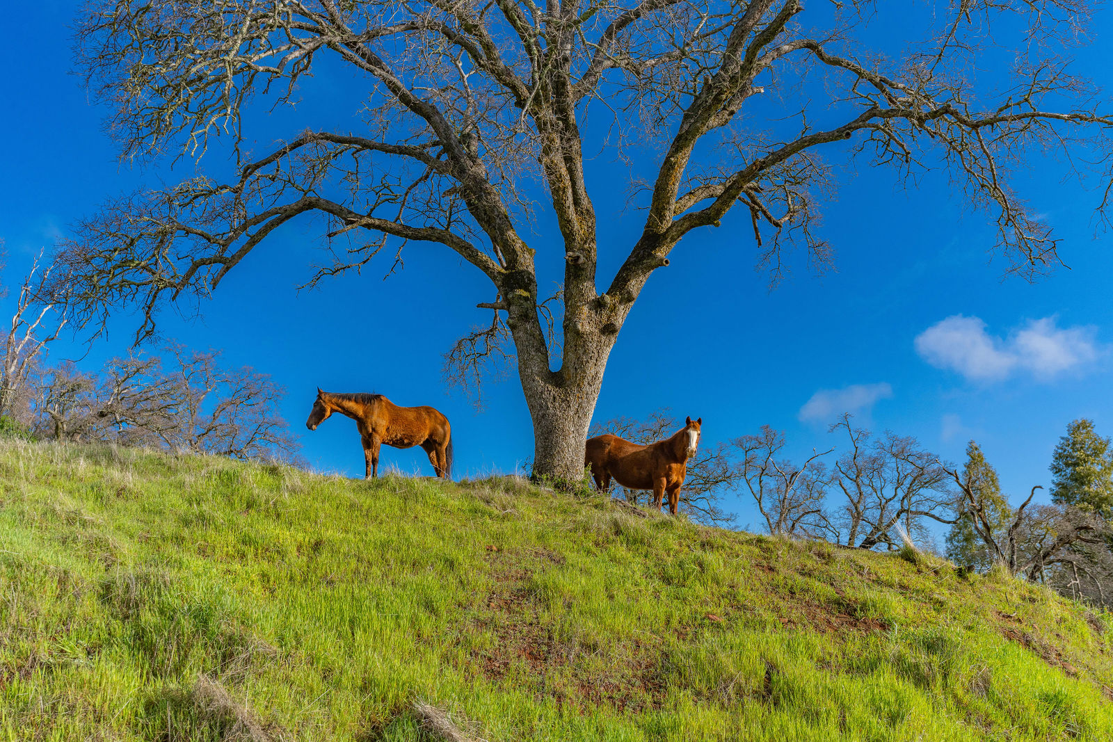 Allen Ranch Sutter Creek by Amador Photo
