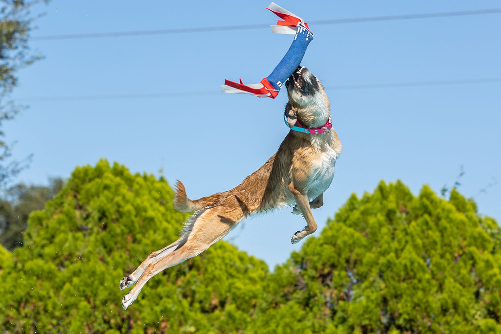 OCALA DOG RANCH DOCK DIVING by The Coastal Muse