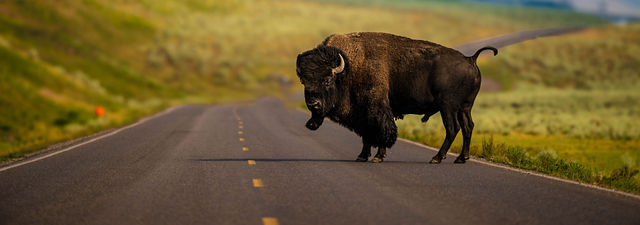 Limited Releases — Bison Road