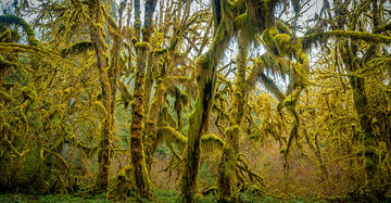 www.fairwindsphoto.com_Hoh_Rainforest-1869.jpg