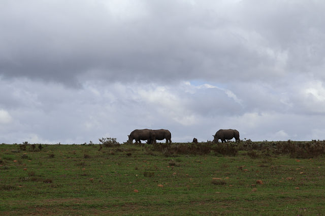 Gondwana Lodge — Wildlife (4)