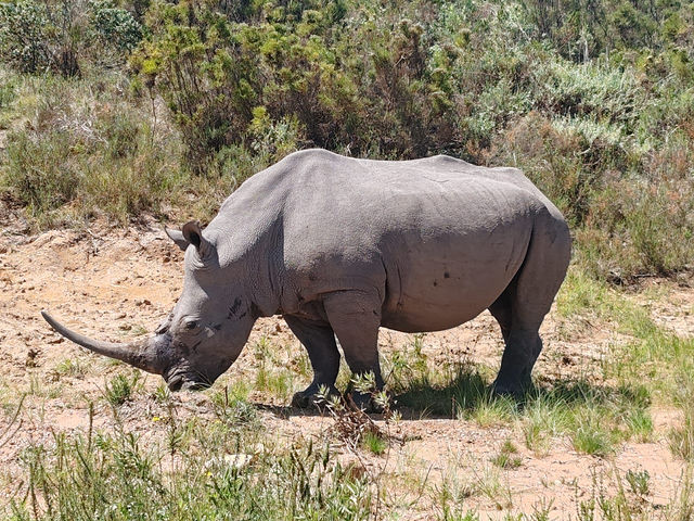 Gondwana Lodge — Wildlife (5)
