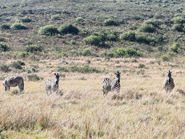 Gondwana Lodge — Wildlife (6)