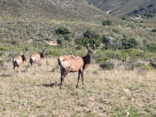 Gondwana Lodge — Wildlife (7)