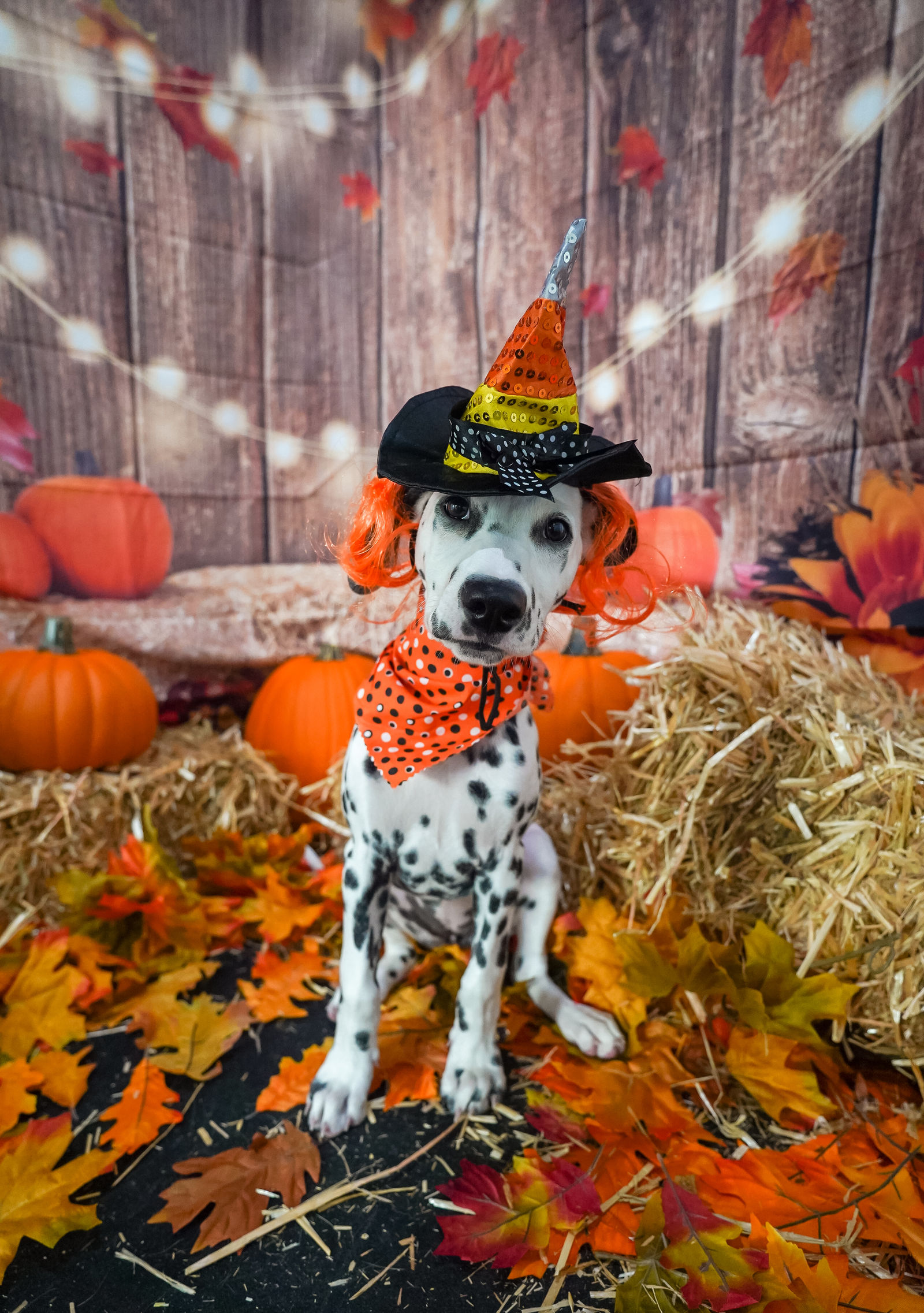 What's Up Dog Halloween by The Phodografur