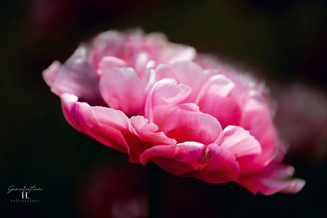 Bloom — Pink Flower