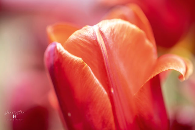 Bloom — Red Tulip