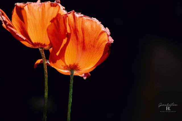 Bloom — Orange Flower