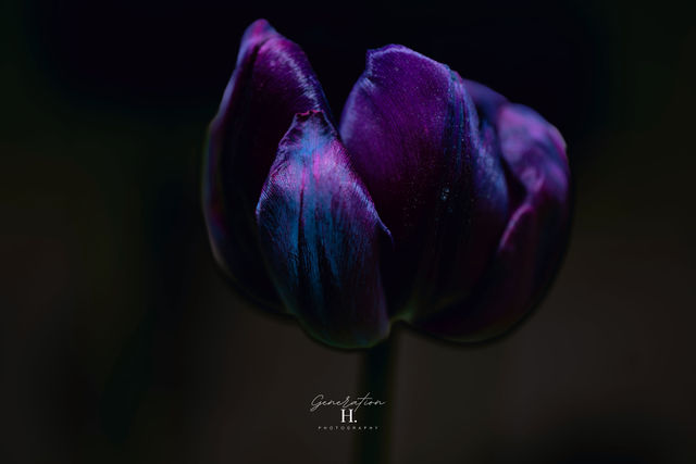 Bloom — Vibranium