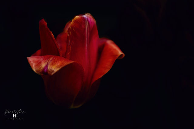 Bloom — Yellow Flower