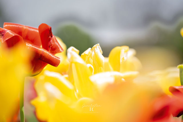 Bloom — Red & Yellow