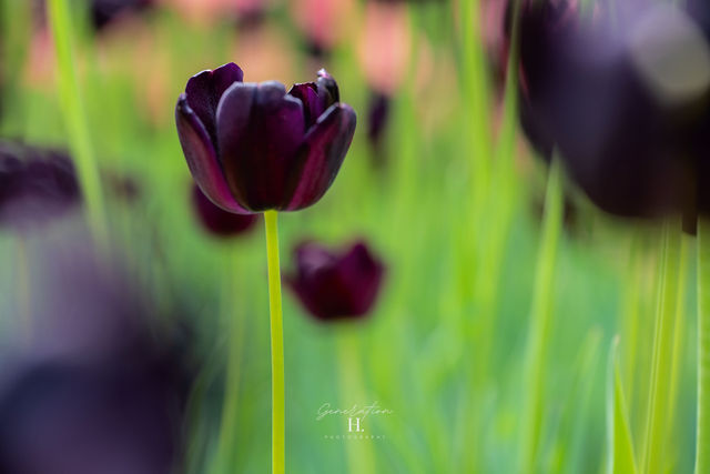 Bloom — Purple Flower