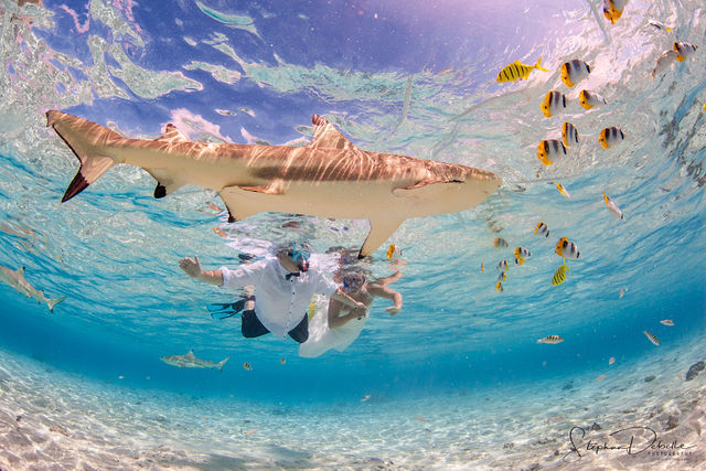 bora bora photo video aquatic