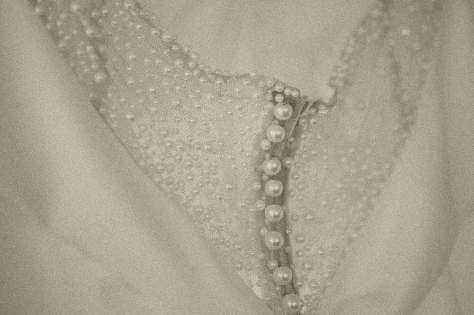 Covered buttons down the back of a vintage inspired wedding gown in sepia