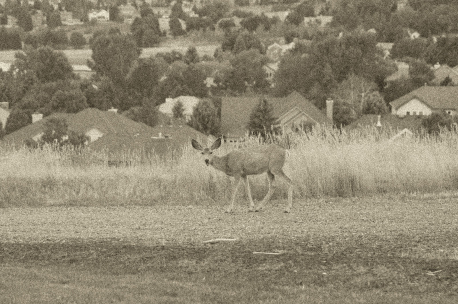 Deer on the lawn at The Manor House during wedding portraits