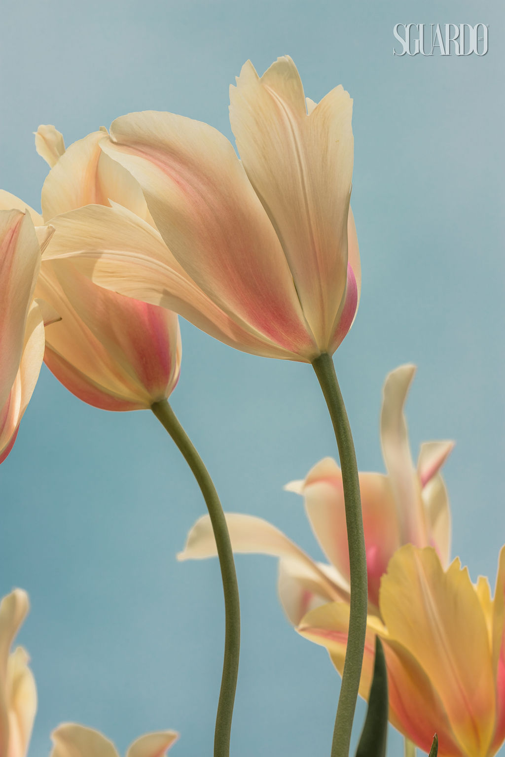 Tulips