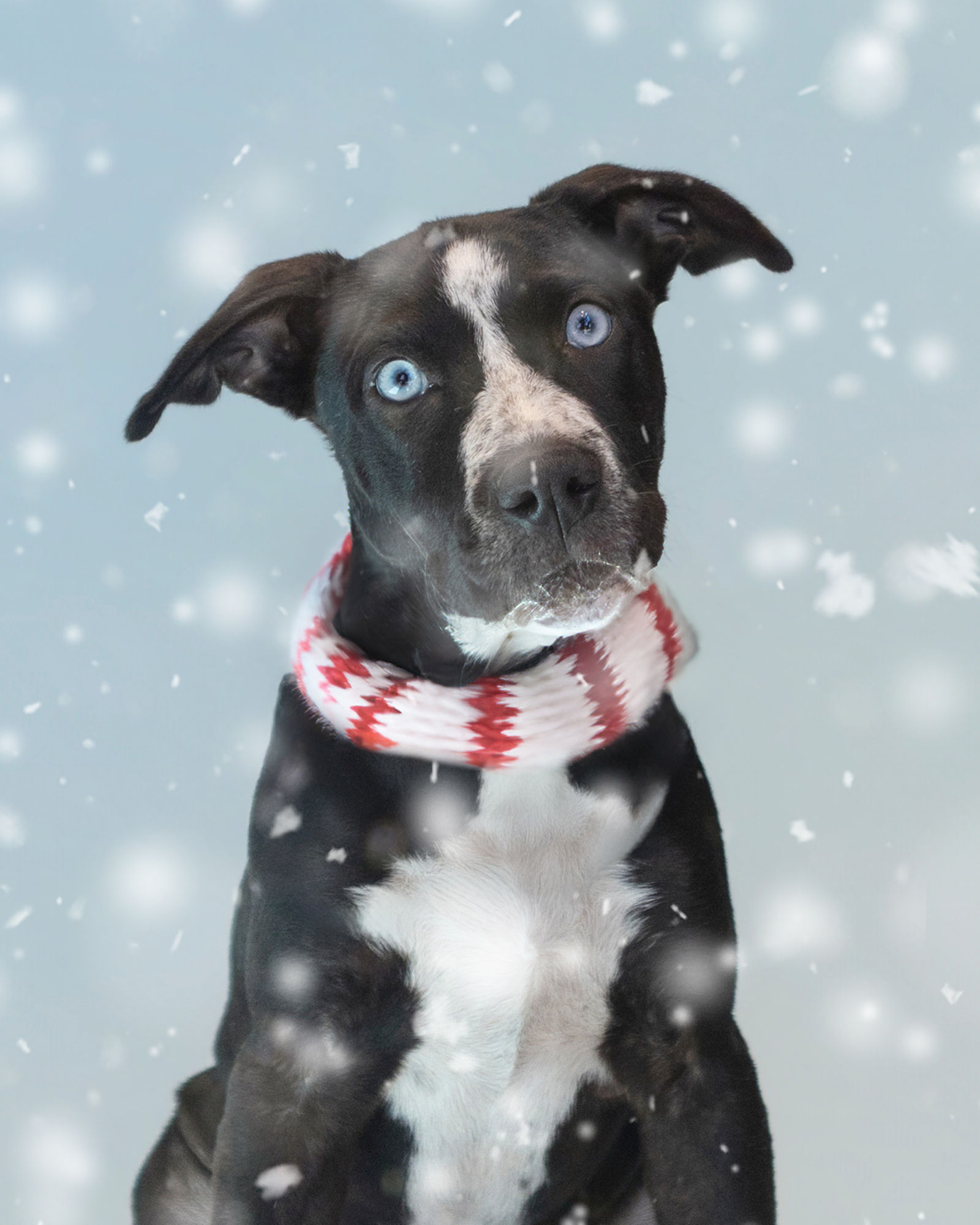 Holiday Pet Portrait