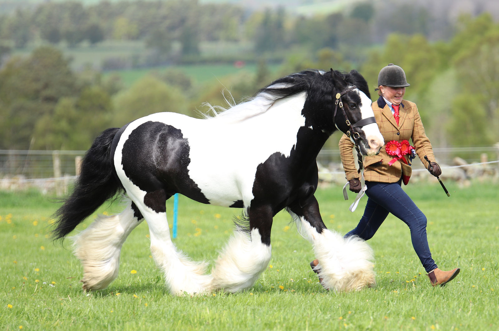 World Horse Welfare Summer Show by Ruthven Photography