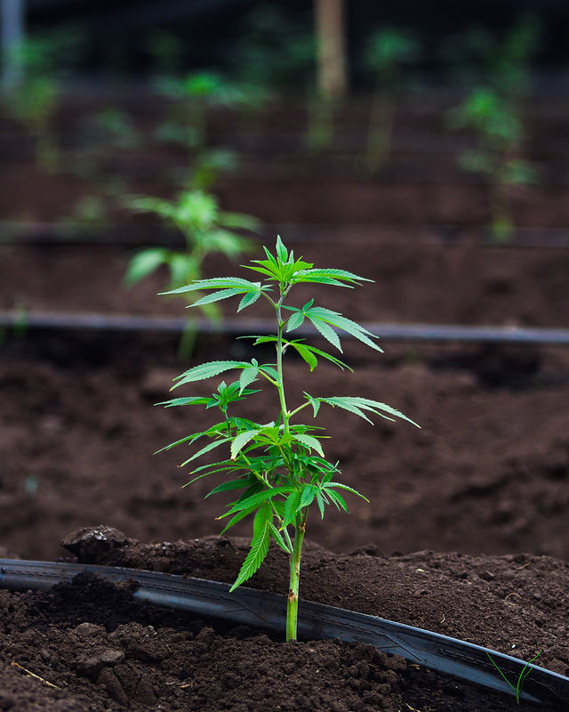 Equipo de agronomía Golden Hemp altiplano