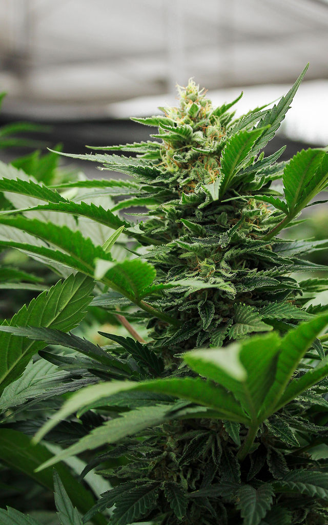 Finca cannabis Colombia paisaje andino