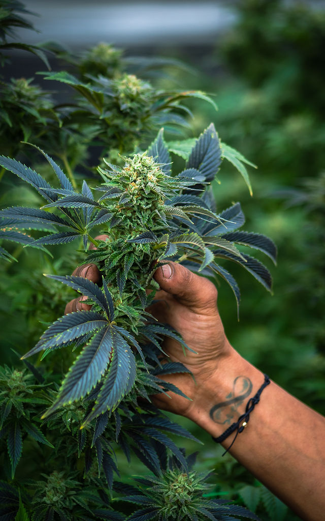Cola en floración, Cannabis Golden Hemp