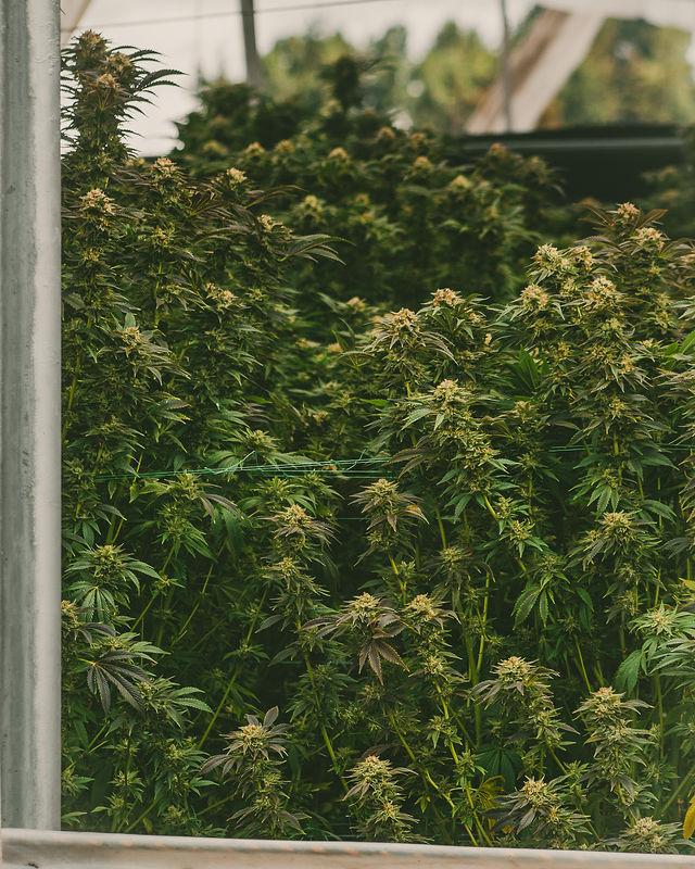Cultivo Golden Hemp — piso de invernadero, Cundinamarca