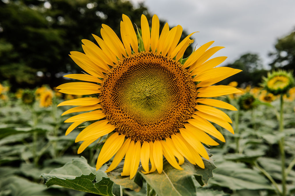 Sunflower in full bloom — photograph by Michael Mascorro