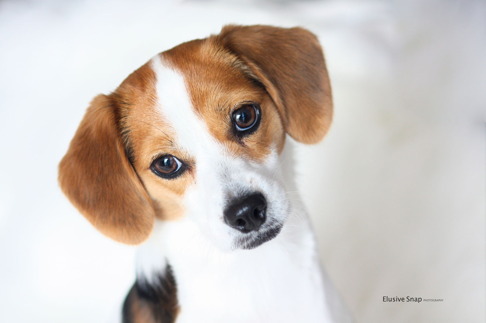 Dogs by Elusive Snap