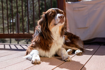 ArvoGlowingintheReflectedSunlight.jpg
