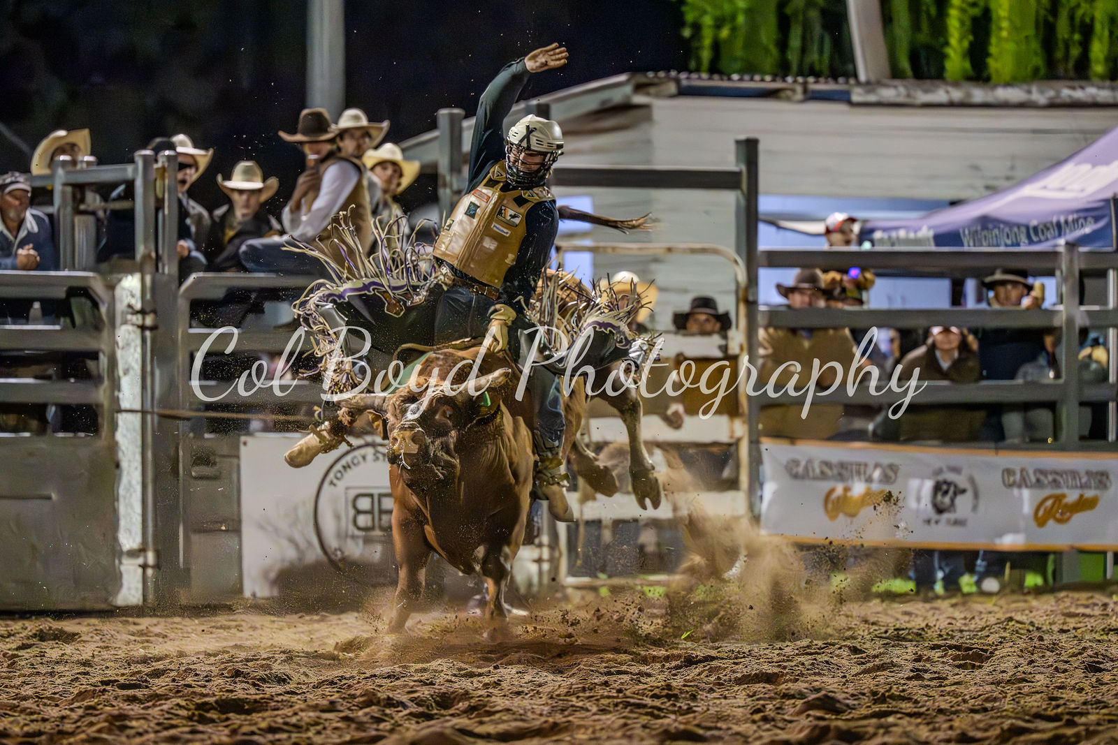 Cassilis Rodeo '25 All steer & Bull rides by Col Boyd Photography