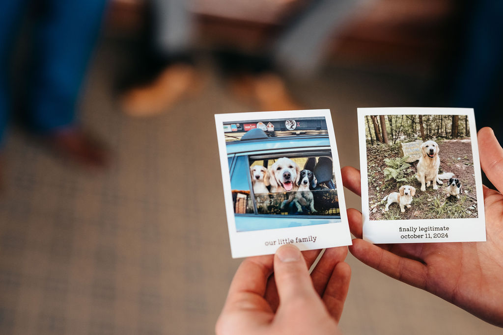 Polaroids of Samantha and McCallum's two dogs