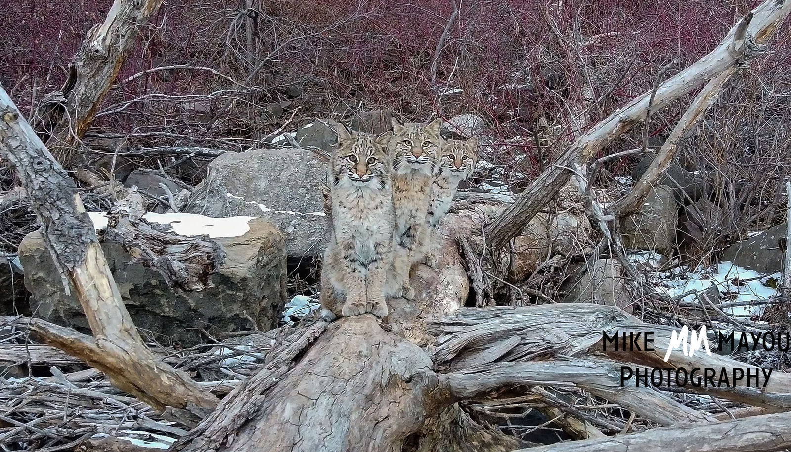 ThreeBobcats-ResolutionDecreaseswSize.jpg