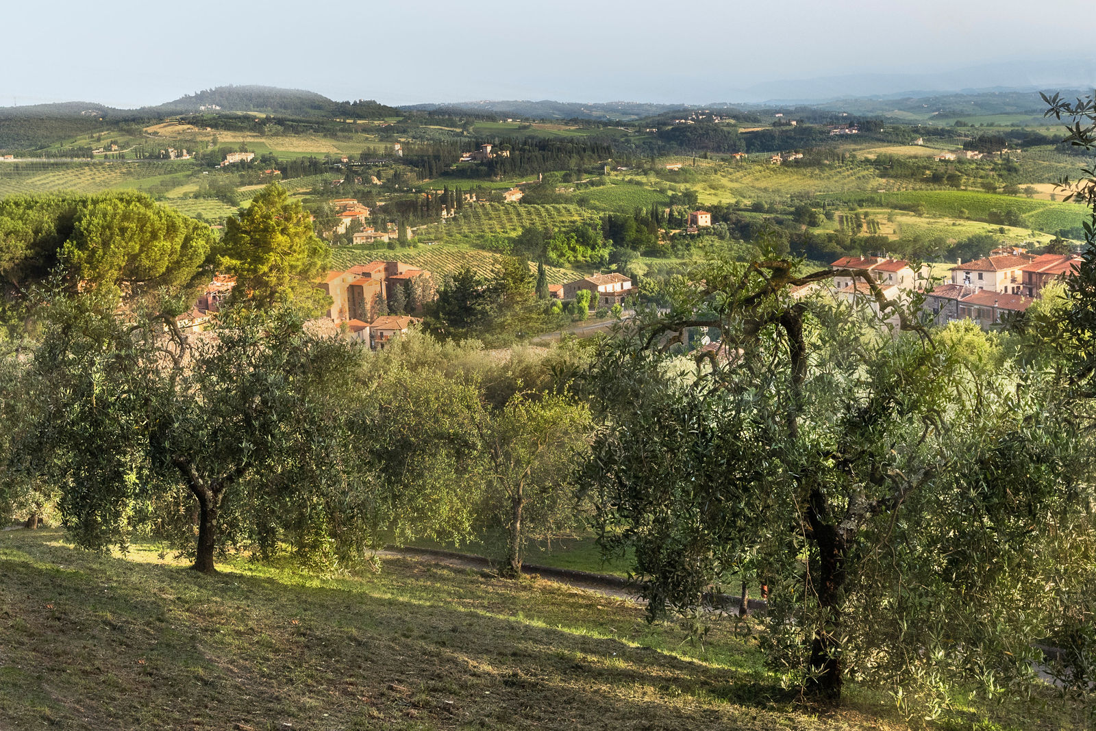 Olive-grove-Tuscany.jpg