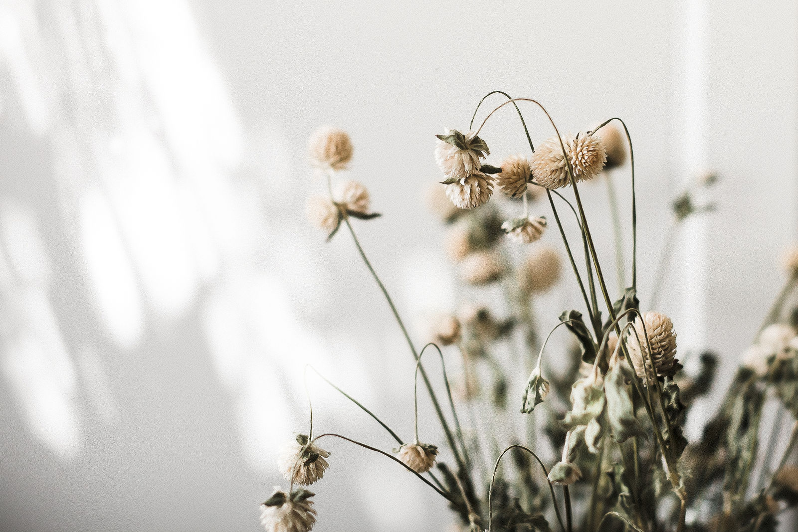 Brand detail, dried florals