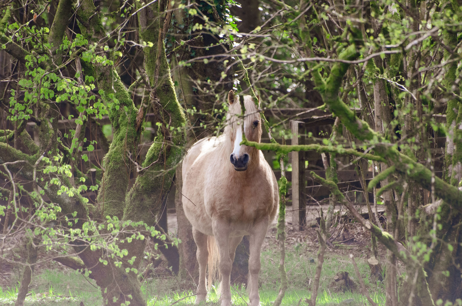 Wildlife Images For Sale by McCullagh Photography
